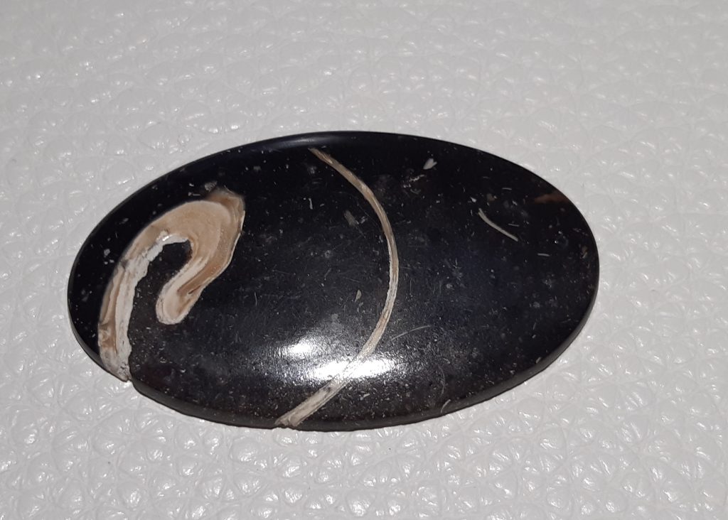 gemme fossile de Turritella noir et sable