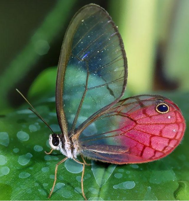 papillon transparent