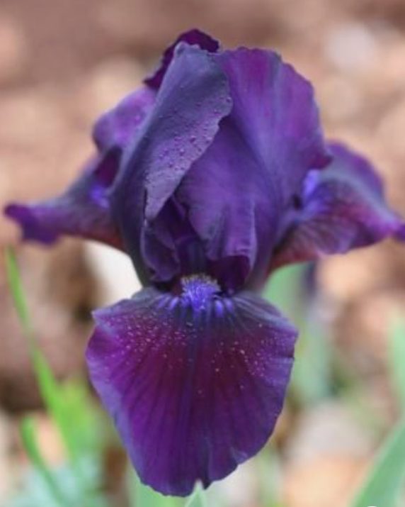 iris violet