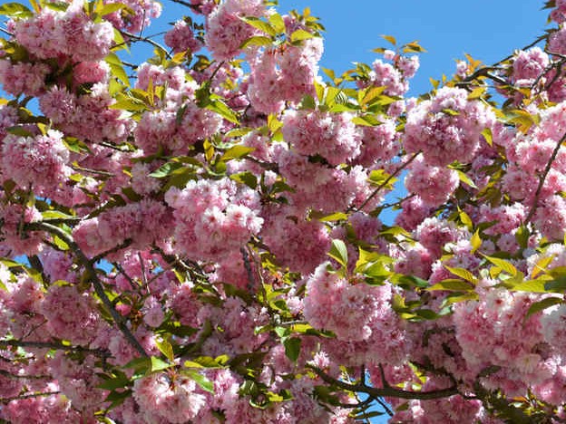 cerisier-a-fleurs-et-hanami
