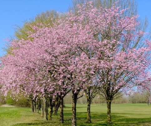 cerisiers de verger en fleurs.