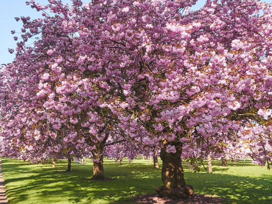 sakura en fleurs du Parc de Sceaux